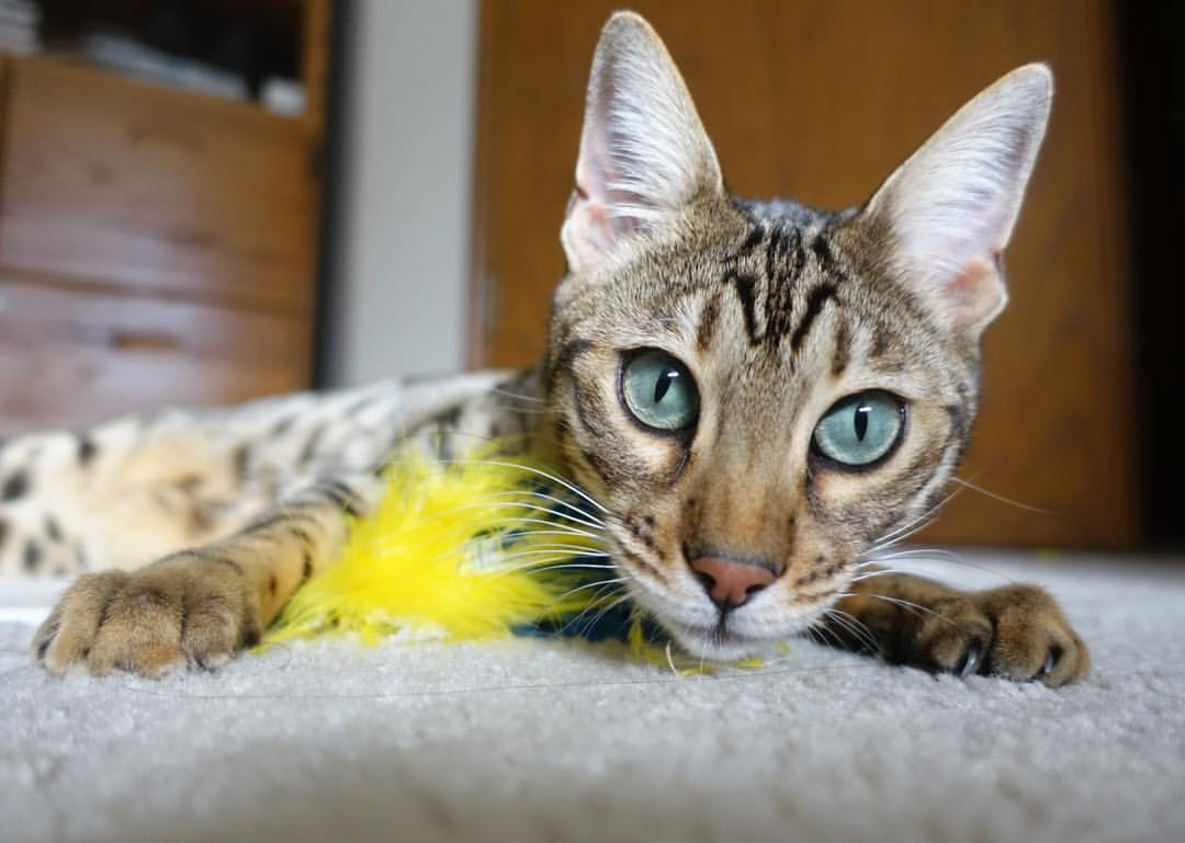 意甲球队数据驱动下的传控节奏调整与对抗策略，意甲传统强队