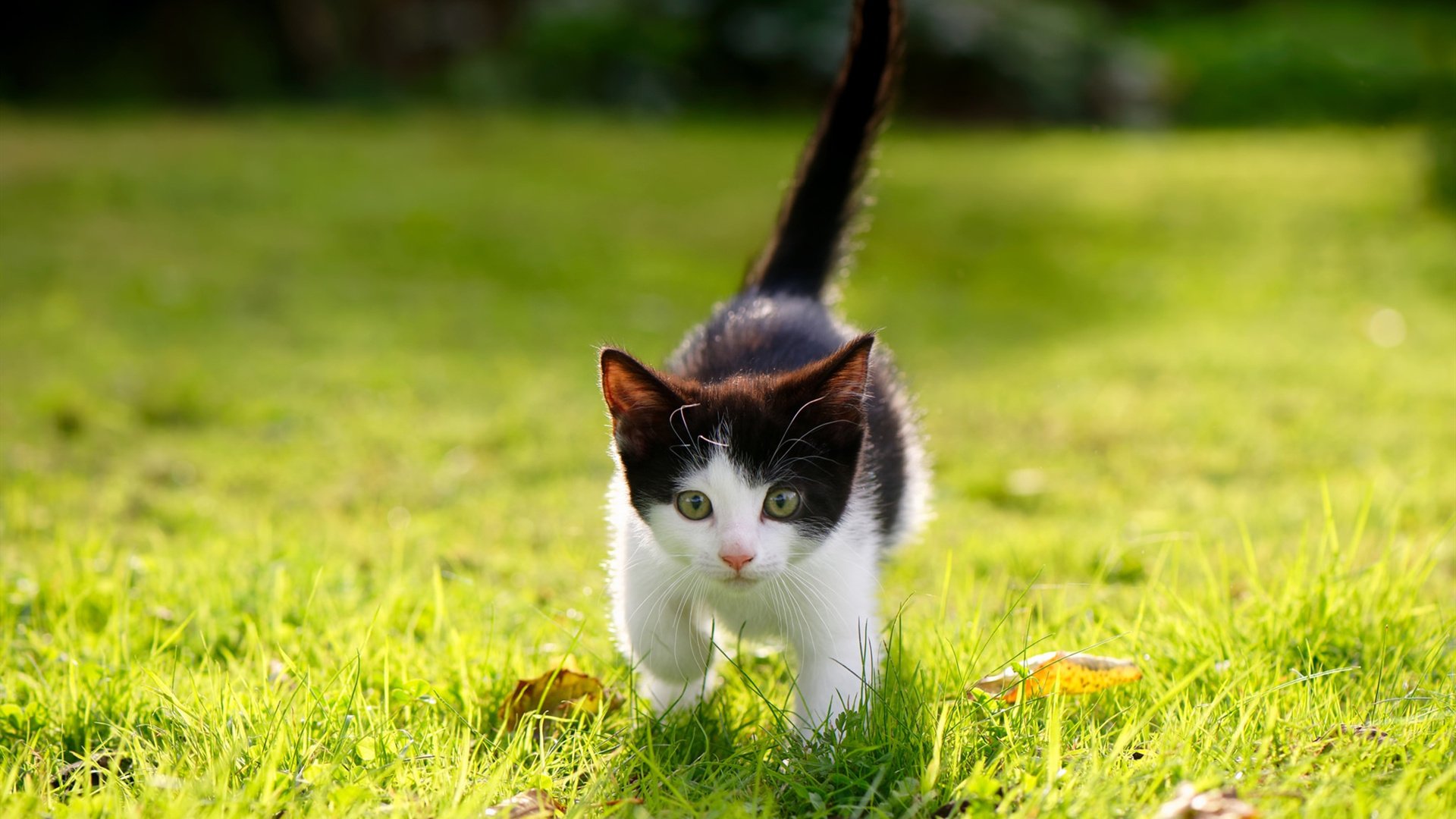 澳大利亚橄榄球市场吸引国际品牌合作,商业化发展提速,澳大利亚国家橄榄球联赛