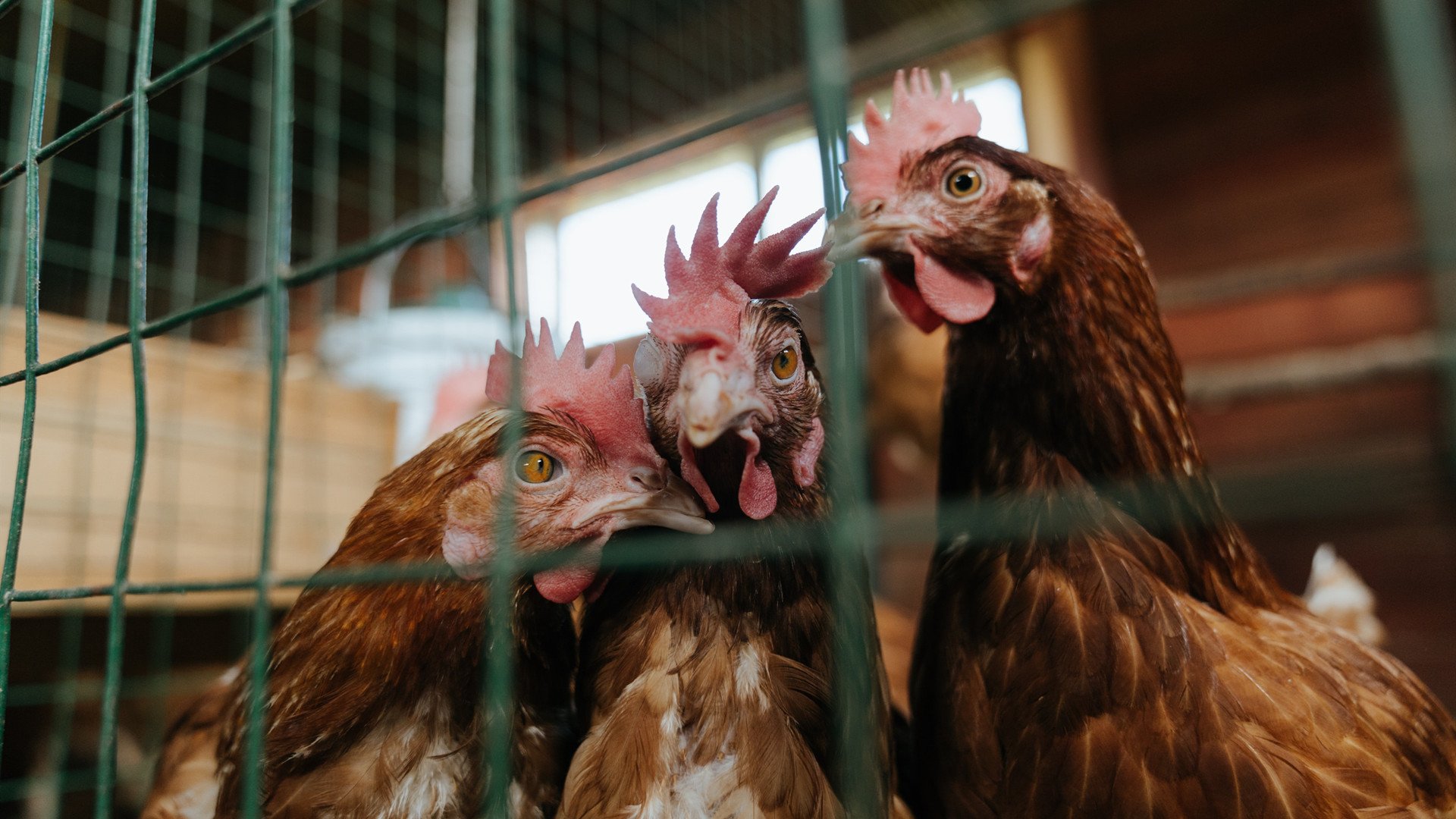 西甲黄金一刻:超级射手大放异彩!,足坛超级射手