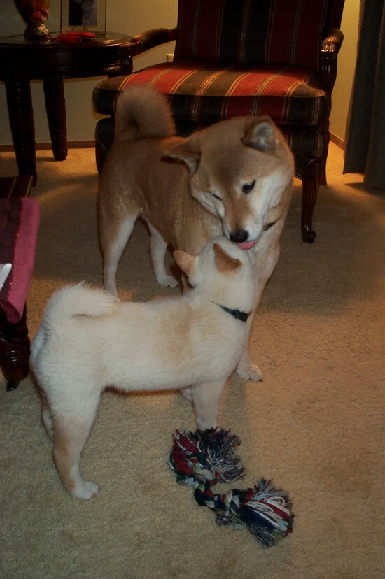 CBA联盟完善联赛管理,cba联赛改革新扩军