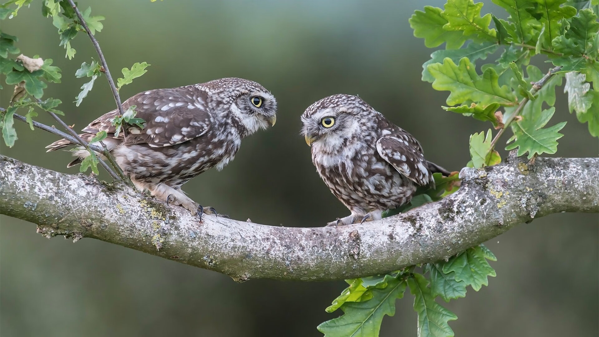 半场阵地战节奏慢是否更利于掩护执行,半场攻防